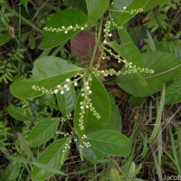 Symplocos acuminata (Blume) Miq.